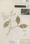 Calyptranthes simulata McVaugh, Peru, G. Klug 1614, Isotype, F