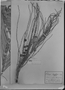 Field Museum photo negatives collection; München specimen of Euterpe edulis Mart., C. F. P. Martius, Type [status unknown], M