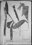 Field Museum photo negatives collection; München specimen of Astrocaryum gymnopus Burret, P. von Luetzelburg, Type [status unknown], M
