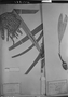 Field Museum photo negatives collection; München specimen of Astrocaryum murumuru Mart., C. F. P. Martius, Type [status unknown], M