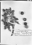 Field Museum photo negatives collection; München specimen of Bactris acanthocarpa Mart., C. F. P. Martius 721, Type [status unknown], M