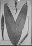 Field Museum photo negatives collection; München specimen of Bactris chaetospatha Mart., C. F. P. Martius, Type [status unknown], M