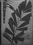Field Museum photo negatives collection; München specimen of Bactris caryotifolia Mart., PERU, E. F. Poeppig, Type [status unknown], M