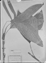 Field Museum photo negatives collection; München specimen of Bactris simplicifrons Mart., F. W. Sieber, Type [status unknown], M