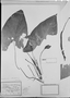 Field Museum photo negatives collection; München specimen of Xanthosoma striolatum Mart., C. F. P. Martius, Type [status unknown], M