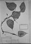 Field Museum photo negatives collection; München specimen of Philodendron excordatum var. cuspidifolium Mart., C. F. P. Martius, Type [status unknown], M
