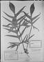Field Museum photo negatives collection; München specimen of Philodendron palmatisectum Schott, C. F. P. Martius, Type [status unknown], M