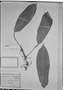 Field Museum photo negatives collection; München specimen of Philodendron linguefolium Schott, C. F. P. Martius, Type [status unknown], M