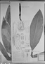 Field Museum photo negatives collection; München specimen of Philodendron martianum Engl., C. F. P. Martius, Type [status unknown], M