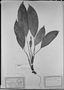Field Museum photo negatives collection; München specimen of Caladium erythropus Mart., C. F. P. Martius, Type [status unknown], M