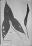 Field Museum photo negatives collection; München specimen of Urospatha sagittaefolia var. tetramerium Engl., R. Spruce, Type [status unknown], M