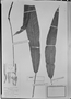 Field Museum photo negatives collection; München specimen of Anthurium harrisii Endl., Loddiges, Type [status unknown], M