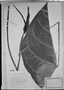 Field Museum photo negatives collection; München specimen of Anthurium magnificum Linden, COLOMBIA, Type [status unknown], M