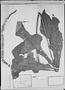 Field Museum photo negatives collection; München specimen of Anthurium panduratum Mart., C. F. P. Martius, Type [status unknown], M