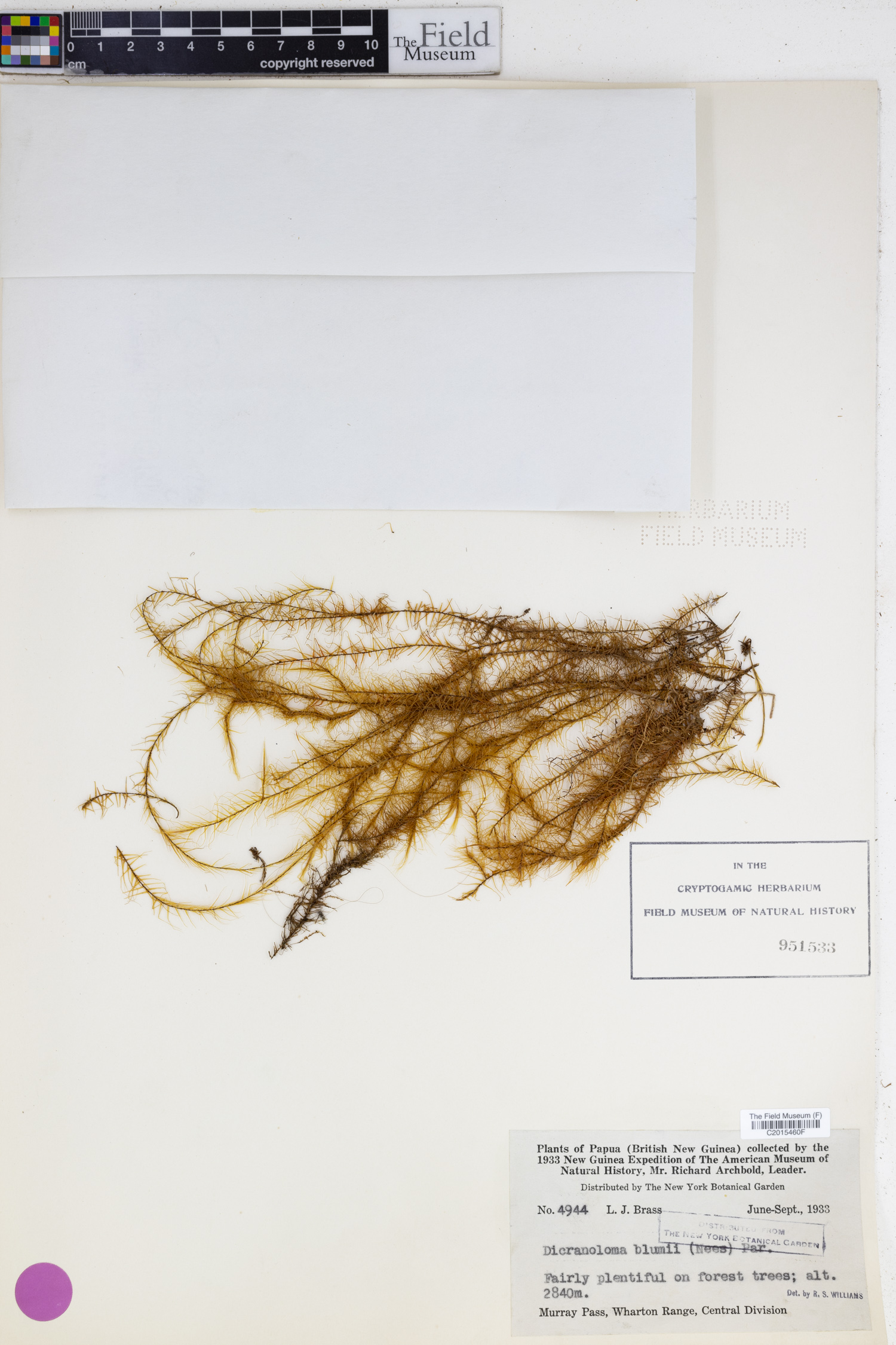 Dicranoloma blumii image