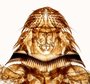 824789 Anastrebla spurrelli, male, holotype, head, ventral view