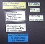 92280 Nicrophorus quadripunctatus, labels