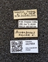 FMNHINS 4427654 Scarabaeus sacer labels IN