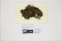 The complete conversion and digitization of the Field Museum's Bryophyte collection: Working towards a networking hub of bryophyte specimen and taxonomic data