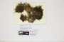 The complete conversion and digitization of the Field Museum's Bryophyte collection: Working towards a networking hub of bryophyte specimen and taxonomic data