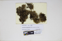 The complete conversion and digitization of the Field Museum's Bryophyte collection: Working towards a networking hub of bryophyte specimen and taxonomic data