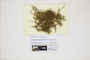 The complete conversion and digitization of the Field Museum's Bryophyte collection: Working towards a networking hub of bryophyte specimen and taxonomic data