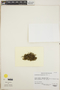 Tridontium tasmanicum image