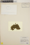 Tridontium tasmanicum image