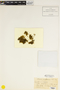 Blindia magellanica image