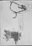 Field Museum photo negatives collection; München specimen of Mayaca brasillii Hoehne, F. C. Hoehne 485, Type [status unknown], M