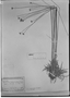 Field Museum photo negatives collection; München specimen of Paepalanthus armeria Mart., J. B. E. Pohl, Holotype, M