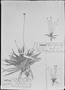 Field Museum photo negatives collection; München specimen of Paepalanthus oerstedianus K”rn., L. Riedel, Syntype, M
