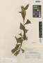 Flora of the Lomas Formations: Ludwigia peruviana (L.) H. Hara, Peru, T. H. Goodspeed 11343, F