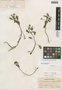 Flora of the Lomas Formations: Ludwigia peploides (Kunth) P. H. Raven, Peru, J. J. Soukup 1046, F
