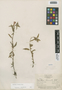 Flora of the Lomas Formations: Oenothera nocturna Jacq., Peru, F. W. Pennell 14777, F