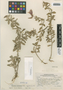 Flora of the Lomas Formations: Oenothera drummondii Hook., Peru, T. H. Goodspeed 17362, F