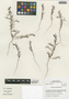 Flora of the Lomas Formations: Camissonia dentata (Cav.) Reiche, Chile, M. O. Dillon 9100, F