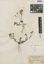 Flora of the Lomas Formations: Erigeron leptorhizon DC., Peru, A. Weberbauer 5712, F