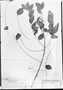 Field Museum photo negatives collection; München specimen of Diplokeleba herzogii Radlk., BOLIVIA, T. C. J. Herzog 1271, Type [status unknown], M
