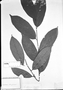 Field Museum photo negatives collection; München specimen of Lacistema elongatum Schnizl., C. F. P. Martius, Type [status unknown], M