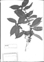 Field Museum photo negatives collection; München specimen of Lacistema pubescens Mart., C. F. P. Martius, Type [status unknown], M