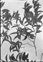 Field Museum photo negatives collection; München specimen of Lacistema serrulatum Mart., C. F. P. Martius, Type [status unknown], M
