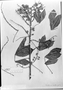 Field Museum photo negatives collection; München specimen of Paullinia castanifolia Radlk., C. A. W. Schwacke 11468, Type [status unknown], M