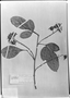 Field Museum photo negatives collection; München specimen of Paullinia isoptera Radlk., J. E. Huber, Type [status unknown], M