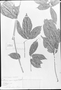 Field Museum photo negatives collection; München specimen of Paullinia macrocarpa Radlk., MEXICO, A. S. Oersted, Type [status unknown], M