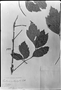 Field Museum photo negatives collection; München specimen of Paullinia mallophylla Radlk., MEXICO, A. S. Oersted, Type [status unknown], M
