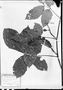 Field Museum photo negatives collection; München specimen of Paullinia spicata Benth., R. Spruce, Type [status unknown], M