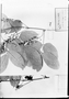 Field Museum photo negatives collection; München specimen of Paullinia subnuda Radlk., C. F. P. Martius, Type [status unknown], M