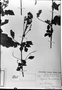 Field Museum photo negatives collection; München specimen of Serjania brachystachya Radlk., MEXICO, F. M. Liebmann 58, Type [status unknown], M