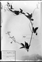 Field Museum photo negatives collection; München specimen of Serjania laxiflora Radlk., C. F. P. Martius, Type [status unknown], M